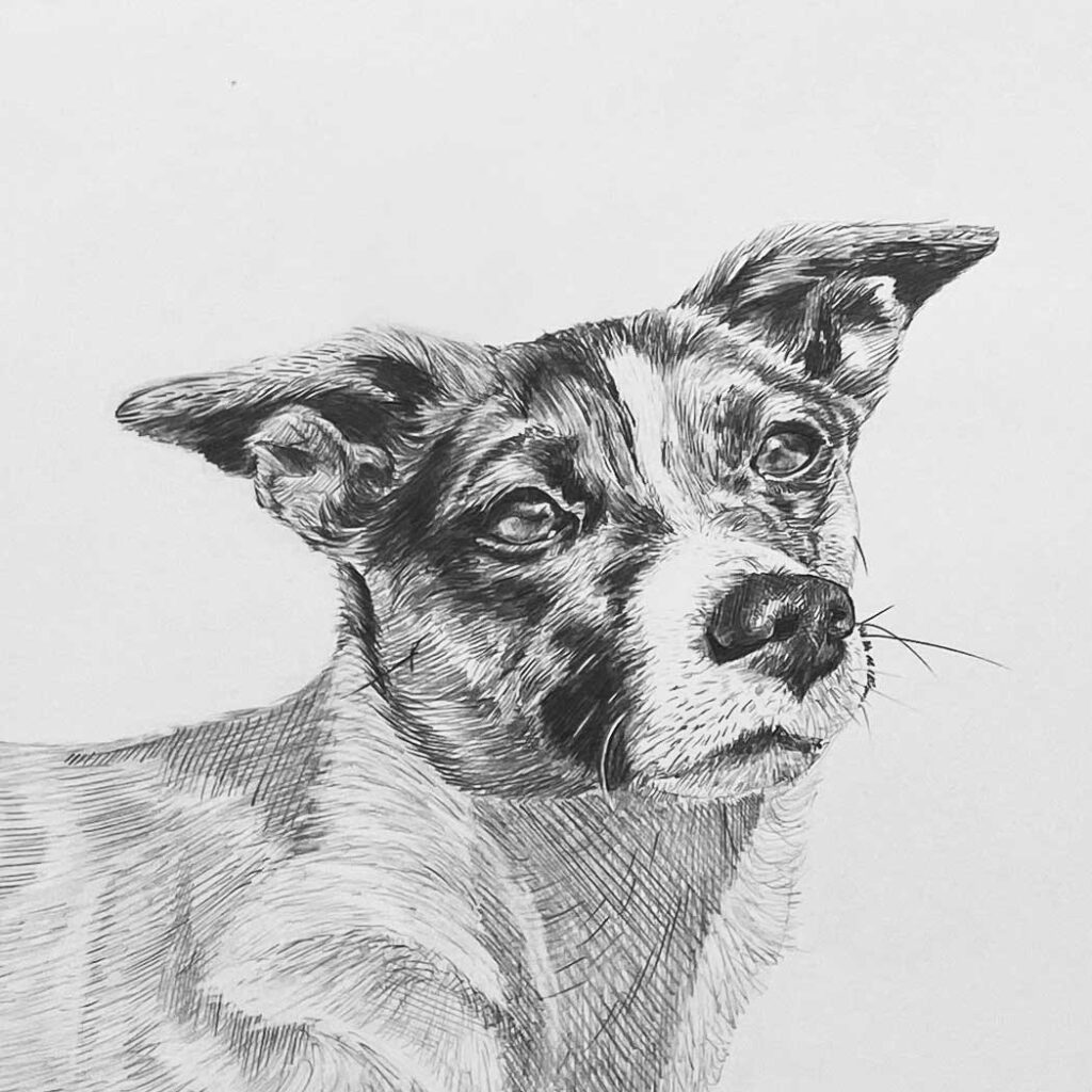 Portret van jack russel